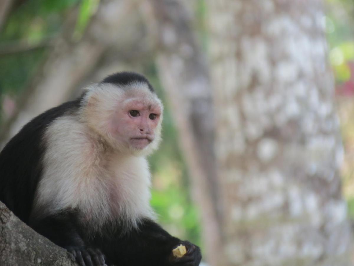 Monkey Lodge Panama Chilibre Luaran gambar