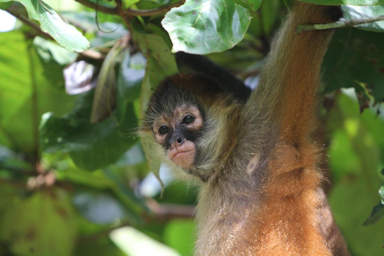 Monkey Lodge Panama Chilibre Luaran gambar